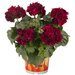 Ампельная плющелистная пеларгония (герань) Great Balls of Fire Merlot